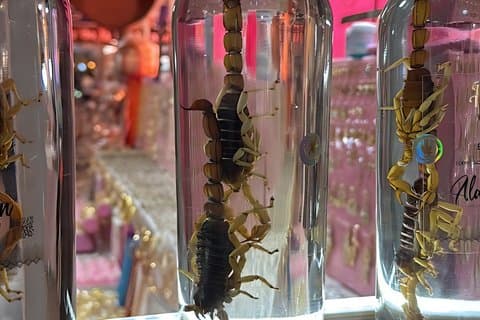 Cata de Tequila con Mini Fábrica En La Mesa