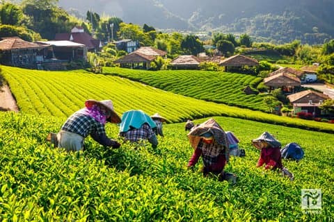 From Taichung/Kaohsiung/Chiayi:Alishan Hidden Gems Private Tour