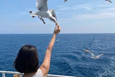 Excursion d'une journée à Séoul avec Seagull Feeding Railbike et Mega Luge