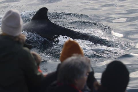 Full Day Whale and Puffin Safari from Stø Vesterålen