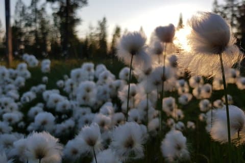 Midnight Sun Picnic in Lapland Private Tour