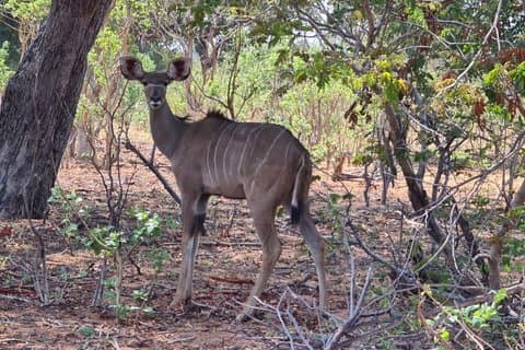 Chobe halve dag Safari