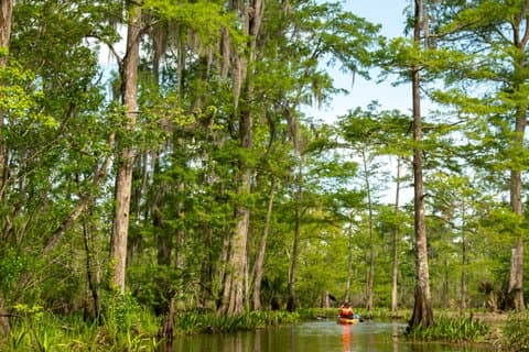 Excursão guiada ao New Orleans Kayak Swamp