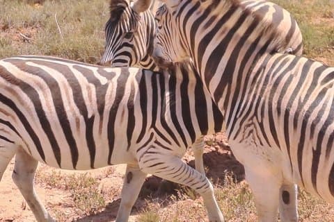 Cape Town Aquila Game Drive Early Morning Safari and Wine Tasting