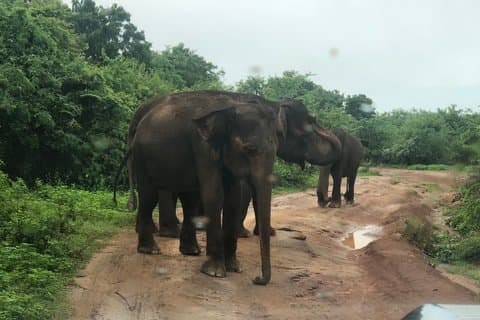 Yala und Udawalawe Safari Touren in Sri Lanka