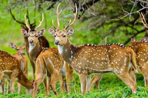 Maduru Oya National Park Privat safari med naturforsker