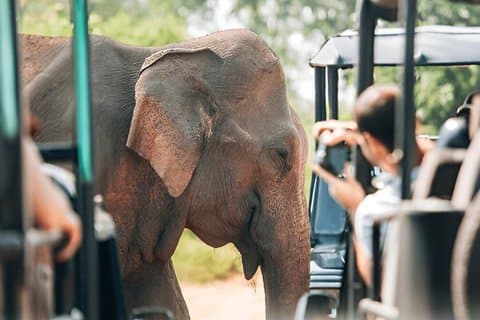 Safari privé du parc national d'Udawalawe