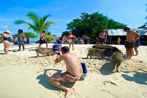 Private Pig Island Escape