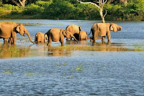 ブンダラ国立公園プライベートサファリ