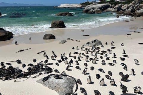 Tour di Punta del Capo e Capo di Buona Speranza con i Pinguini