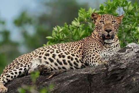 Wilpattu nationalpark privat safari