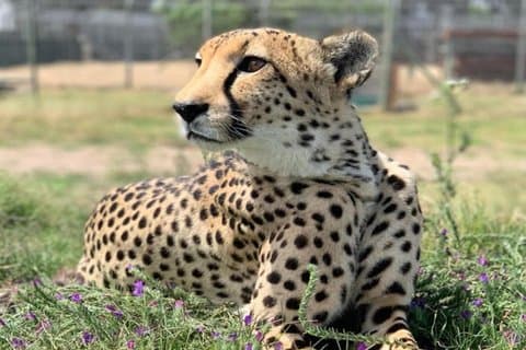 Tour della fauna e del vino di Città del Capo : giraffa e ghepardo con degustazione