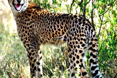 Cape Town Wildlife and Wine Tour Cheetah Outreach & Wineries