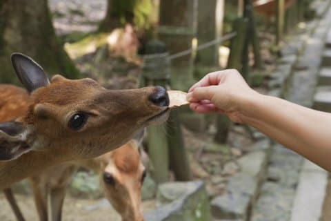 Escursione privata a Nara Osaka Kyoto dal porto di Kobe / Osaka