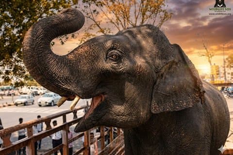 Excursión al Tajmahal el mismo día con el Santuario de vida silvestre SOS de elefantes y osos