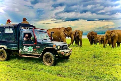 Jeep Safari Wildlife Tour in Minneriya and Kaudulla