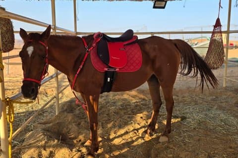 Paseo a caballo privado en el desierto de arena de Wahiba con reloj de puesta de sol