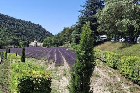 Provencal Elegance: Lavender og olivenolje