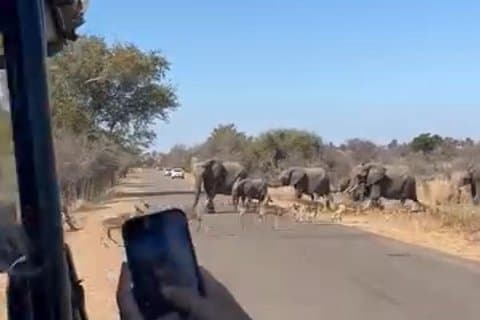 Economische Open Back Safari Tour in Kruger vanuit Maputo