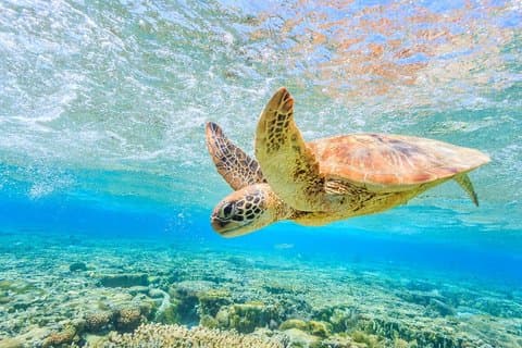 Daymaniyat Turtles with Omani Village and Home Lunch Experience