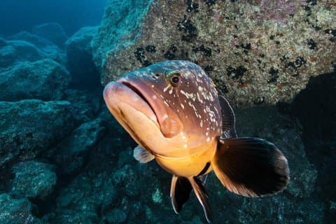Einzeltauchgang mit dem Boot im Ponta de Sao Lourenco Marine Reserve