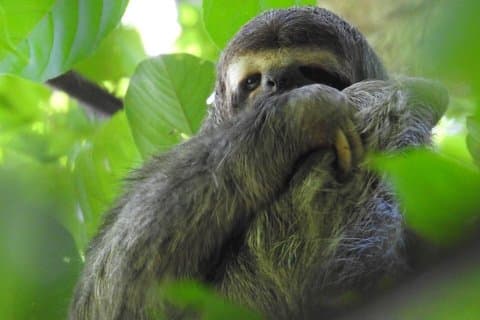 Manuel Antonio National Park Guided Wildlife Tour