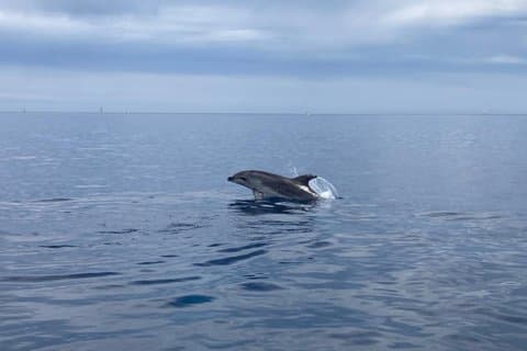 Delfinbeobachtungs-Bootstour ab Portisco