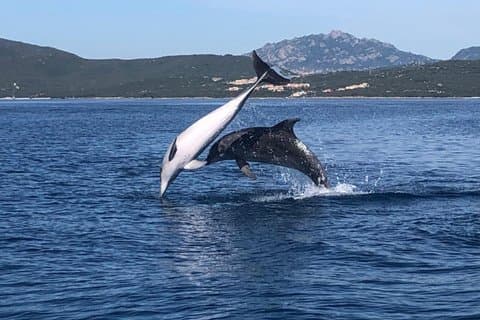 Delfinskådning och snorklingäventyr i Figarolo Sardinien