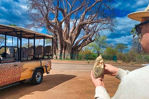 4x4 Baobab Safari nær Victoria Falls *bare for små grupper *D-F-ES