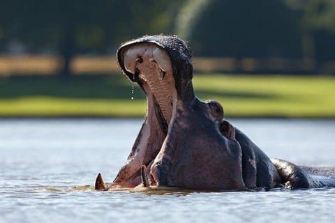 4 days (3 night) Ghana must go Elephants & Hippo Safaris