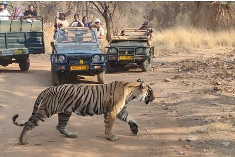 Ranthambore Jungle Safari Booking – Safari de Tigre con Guía Experto