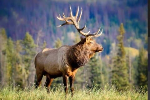 Restauranter i nærheden af Twilight Wildlife-Alpine Lakes: Special Sunset Safari Tour