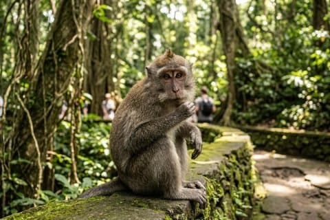 Ubud Cultura e turismo Tour de um dia privado