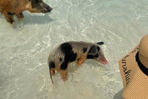 Fast Track Swimming Pigs Encounter