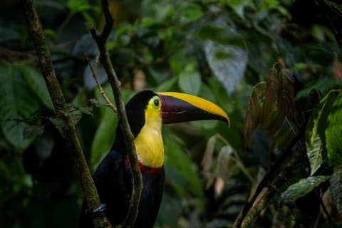 Manuel Antonio National Park Guided Tour