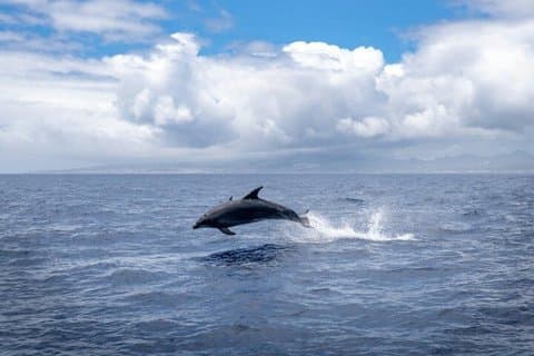 Cocoa Beach Dolphin and Wildlife Eco Activité