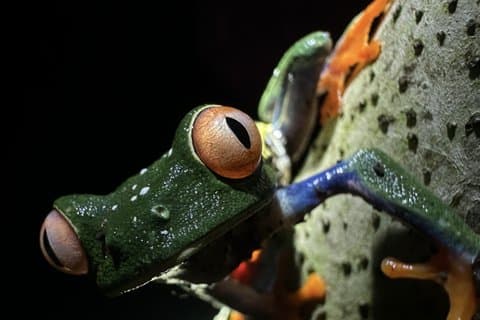 La Fortuna nattvandring - sengångare, grodor och vilda djur (liten grupp)