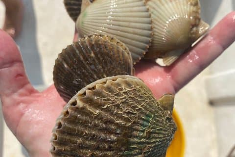 Undervanns-eventyr! Snorkel for Scallops!