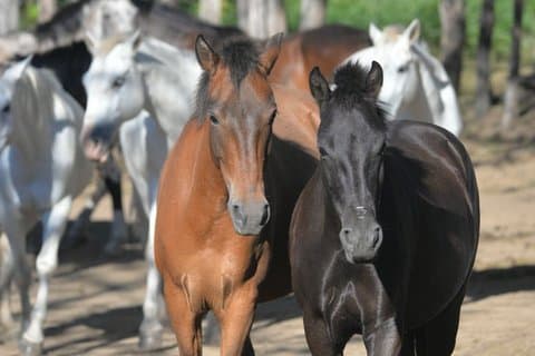 Epic Cloud Forest Horseback Riding Adventure in Boquete