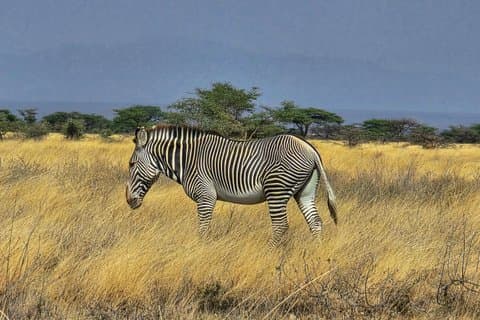 Safari di 6 giorni Masai Mara Naivasha Amboseli Adventure