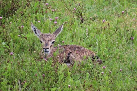 6 Tage: Samburu Park, Lake Nakuru Park, Masai Mara N Reserve
