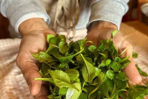 Foraging of organic Wild Herbs and Tuscan cuisine Cooking class