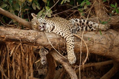 Udaipur To Jodhpur Jawai Leopard Safari and Ranakpur Temple Tour