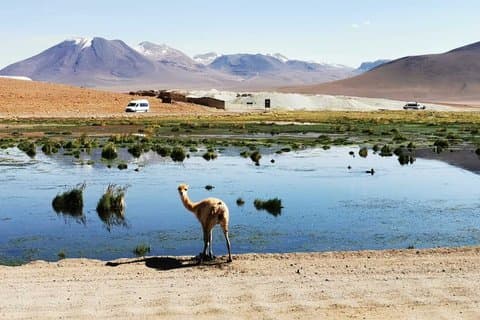 Salt Flats Route 8 Hour Tour from San Pedro de Atacama