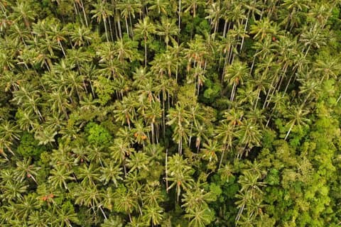 Wax Palm Sanctuary expedition