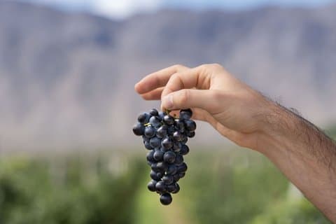 From San Juan Putruele Winery with Tasting and Pairing