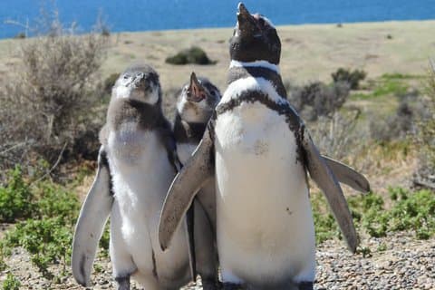 Observación de animales en Punta Tombo e Isla Escondida