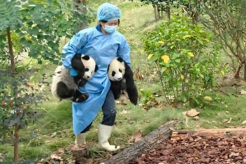 Private Chengdu Panda Base & Leshan Buddha Boat Tour com almoço