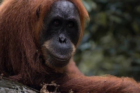 Bukit Lawang Orangutan Trekking 2D1N All Inclusive Medan Basic