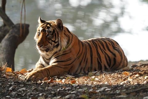 Ranthambore Day Trip from Jaipur with Tiger Safari